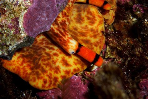 Charonia Lampas Naturdata Biodiversidade Em Portugal