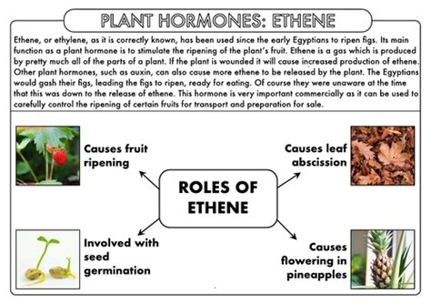 A Level Biology Plant Responses Plant Hormones Teaching Resources