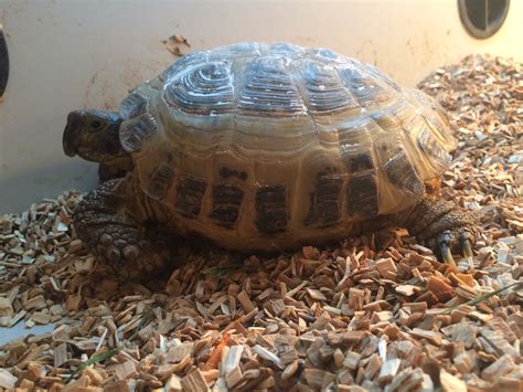 Horse-field tortoise care - Reptile Forums