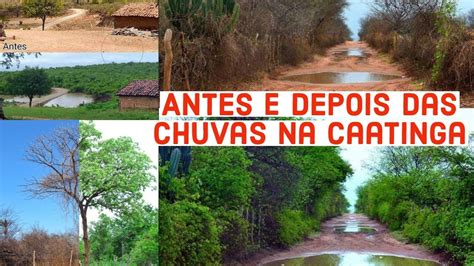 Antes E Depois Das Chuvas Nas Caatinga Youtube