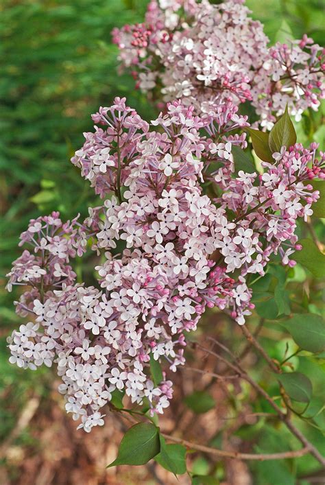 How to Plant and Grow Lilac