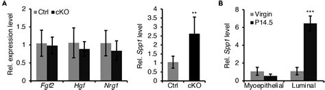 Frontiers Hormone Responsive Bmp Signaling Expands Myoepithelial Cell