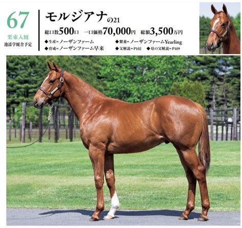 シルク2022年度募集馬分析【64～79】 バッタの一口馬主データ分析室