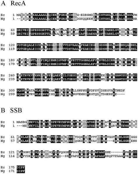 Amino Acid Sequence Alignments Of Reca And Ssb Proteins From E Coli