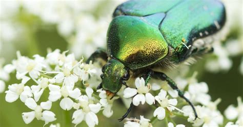 Green June Beetle Pictures Az Animals