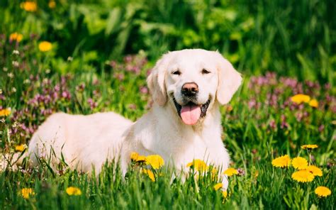 Tips For Keeping Your Pet Happy And Healthy Lauderdale County Farm Supply