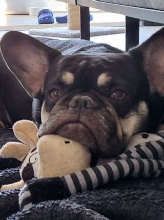 41 Unique Frenchie Names [with PICS!]