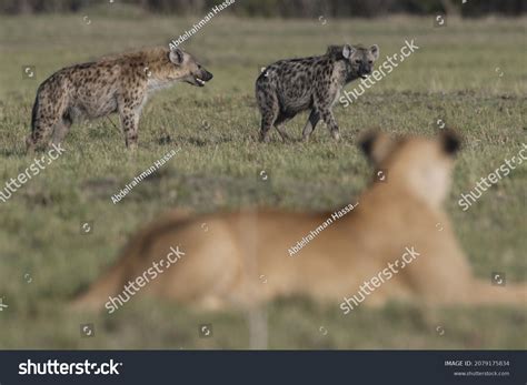 Hyena Lion Fight Photos and Images | Shutterstock