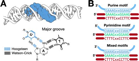 The Chromatin Triple Helix Connection