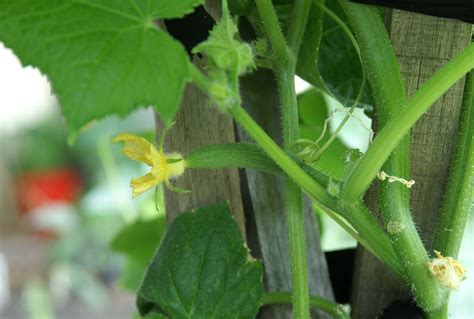 Top 5 Edible Plants For Partial Shade Suburban Tomato