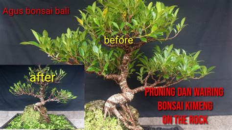 Pruning Dan Wairing Bonsai Kimeng On The Rock Agus Bonsai Bali Youtube