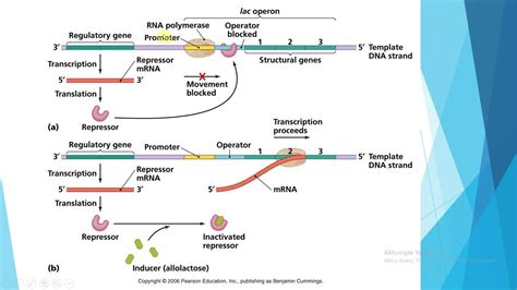 Regulacija Ekspresije Gena Kod Prokariota Na Primeru Laktoznog Operona