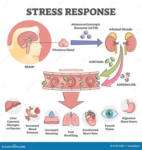 Stress Response Anatomical Scheme With Body Inner Reaction Outline