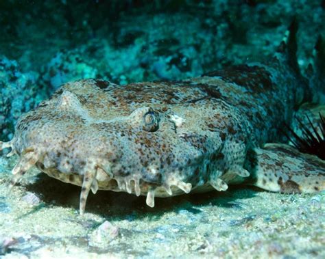 Ornate wobbegong - Facts, Diet, Habitat & Pictures on Animalia.bio