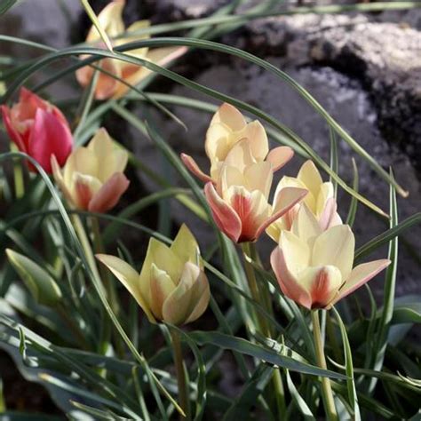 Tulip Tulipa Clusiana Annika In The Tulips Database Garden Org