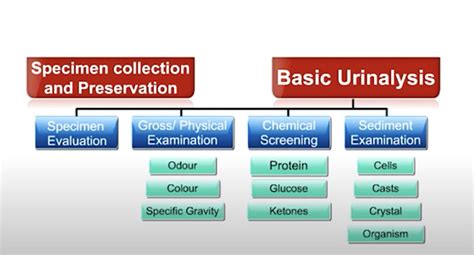 Physical And Chemical Examination Of Urine NIHFW