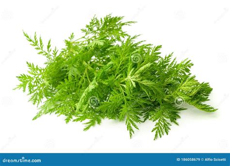 Artemisia Annua Plant Royalty-Free Stock Photography | CartoonDealer ...