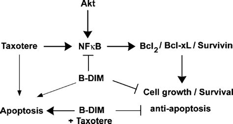 Schematic Representation Of Potential Anticancer Effect Of