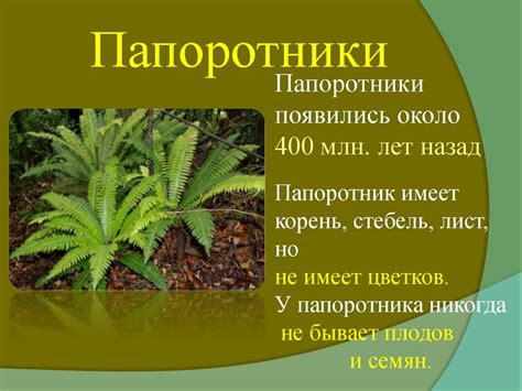 Папоротники, мхи и водоросли - презентация онлайн
