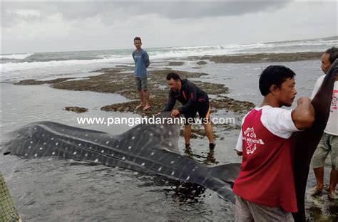 Sudah Dalam Dua Bulan Empat Hiu Paus Terdampar Di Pantai Pangandaran