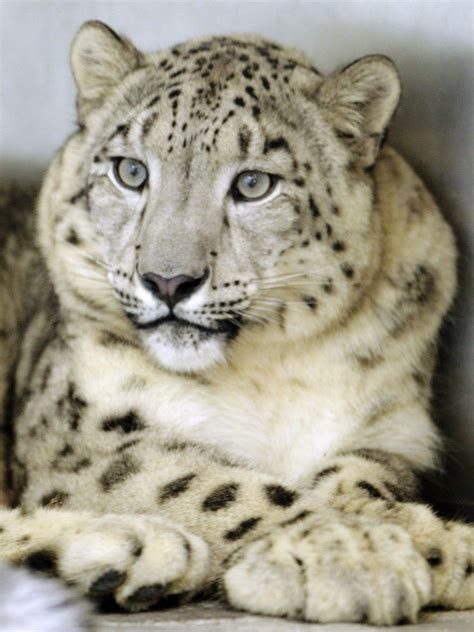 Endangered Snow Leopard Worlds Most Elusive Cat Thriving In