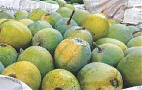 Himsagar Mango Wholesale Price Mandi Rate For Khirsapati Mango