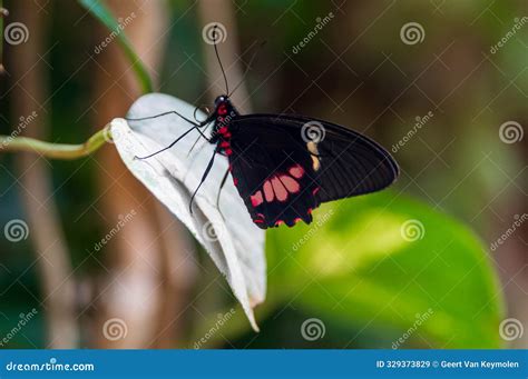 Papilio Polytes Caterpillar On The Leaves Stock Image Cartoondealer