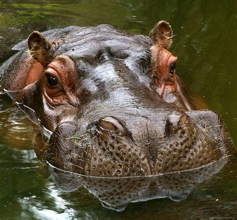 Common Hippopotamus - Hippoworlds