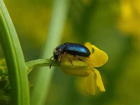 Red Legged Ham Beetle Identification Life Cycle Damage FAQs