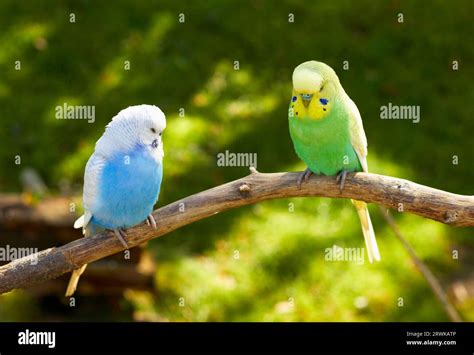 El Budgerigar Es Una Especie De Ave Que Pertenece A La Familia De Los