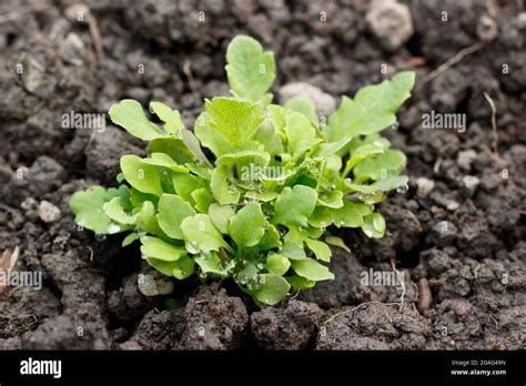 Poppy Seedlings High Resolution Stock Photography And Images Alamy