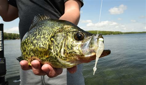 Catch Spring Crappies From Shore Outdoor Life