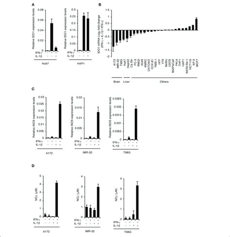 Ifn γ And Il 1β Together Induce Inos Expression And No Production In