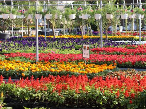 Wahat Al Sahraa Nursery Largest Plant Nursery In Uae Indoor And