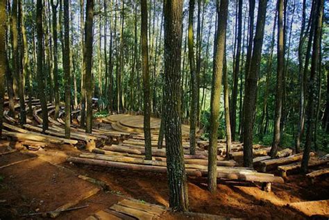 Wisata Hutan Pinus Jogja Yang Keren Wajib Dikunjungi Beritalima