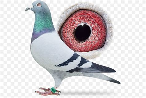 Homing Pigeon Racing Homer Bird Pigeon Racing Beak PNG 556x549px