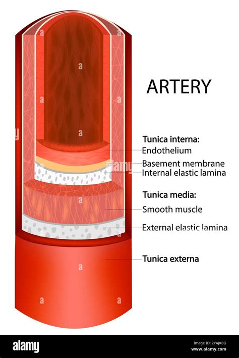 Arteries Layers Structure Artery Wall Infographic Stock Vector Image