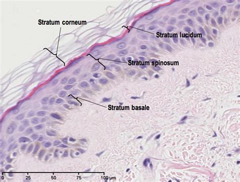 Histoquarterly Skin Human Anatomy And Physiology Layers Of The