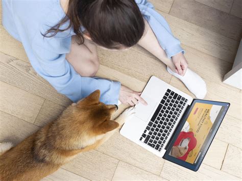 Selecting the Ideal Pet Sitting Website Template for Success - PageGenie