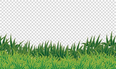 Green Grass Transparent Background 8084183 Vector Art At Vecteezy