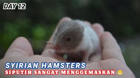 Hamster Syirian Usia 12 Hari Youtube