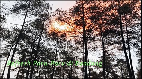 Seru Camping Ditengah Hutan Pinus Green Grass Cikole Bandung