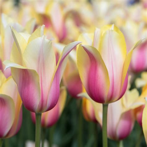 Blushing Beaty Tulip Single Late Tulip Bulbs Tulips