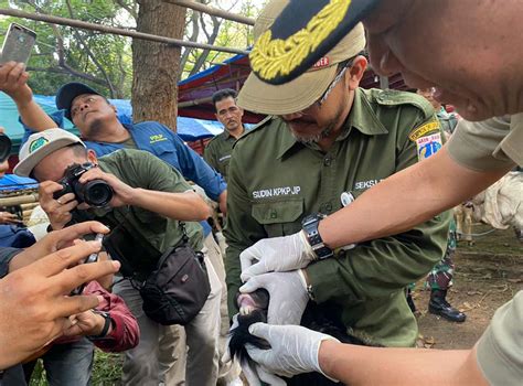 Wawalkot Jakpus Pimpin Pemeriksaan Hewan Kurban Di Kemayoran