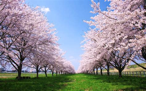 おしゃれな壁紙に最適な満開の「桜 」の美しい高画質画像・壁紙・写真まとめ 写真まとめサイト Pictas