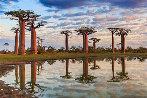 10 Of The Most Unique Trees In The World Artofit