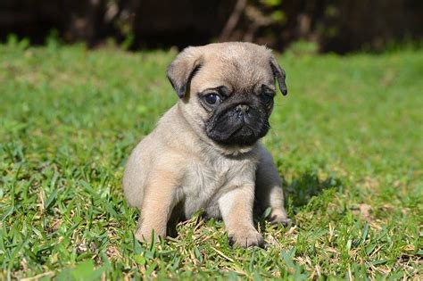 Cachorros Pug Carlino Criadero Winniepugs