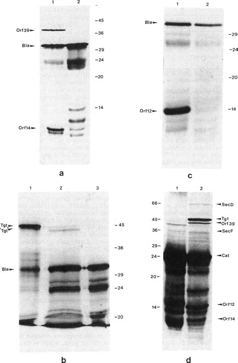 Analysis Of 35s Methionine Labeled Proteins Synthesized In Vitro From