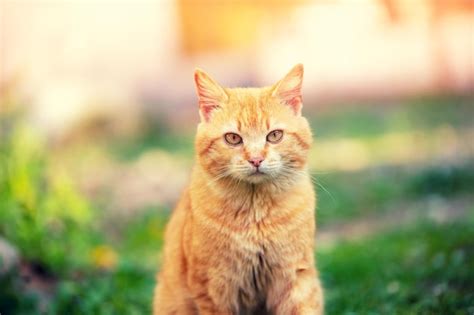 Retrato de um gato vermelho sentado na grama no jardim de verão gato