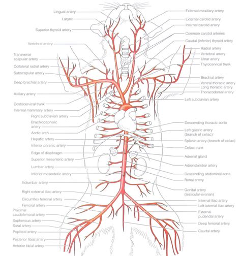 Arteries And Veins of The Cat Diagram images